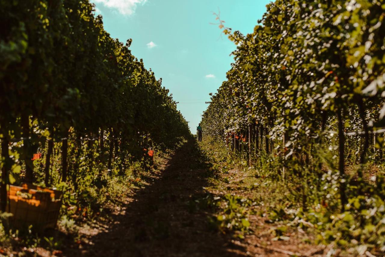Farm stay La Vinia Bed&wine Experience - Adults Only *